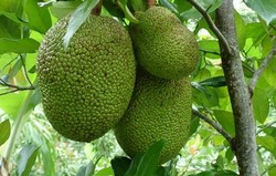 HERBAL: Nangka