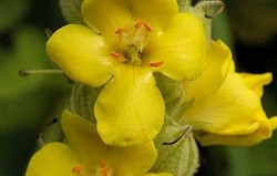 HERBAL: Verbascum thapsus