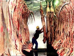 Ulama Inggris Tolak Mesin Jagal