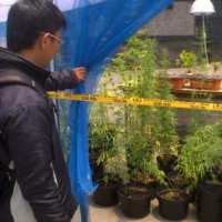 Polisi Sangsi Bibit Ganja dari Inggris