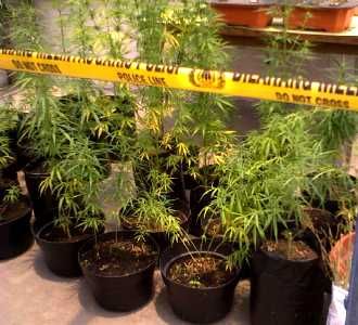 Taman Ganja Digerebek