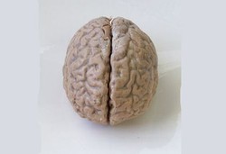Sisi Misterius Otak Manusia