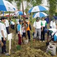 Peringati HUT ke-32, Jasa Marga Tanam 120 Trembesi