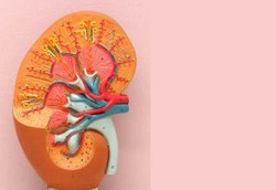 Donor Organ Ginjal Tidak Mempercepat Kematian