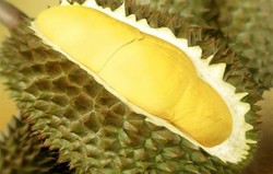 Herbal: Durian