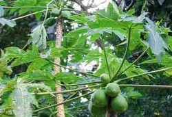 Melibas Kanker dengan Ekstrak Daun Pepaya 