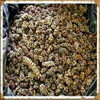 Kopi Luwak dari SBY Untuk Rudd Ramai Dibahas Media Australia