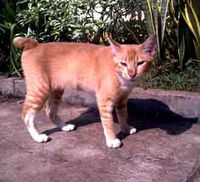 Kucing Peninggalan Dulmatin