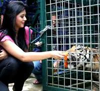 Puteri Indonesia & Harimau Sumatera