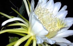 Herbal: Bunga Wijayakusuma