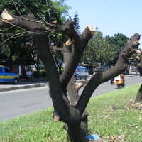  CV SSP Tanam 70 Pohon Baru