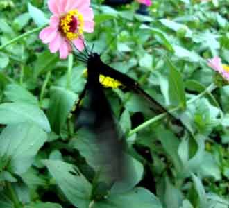 Taman Kupu-kupu Bandung