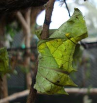 Menonton Langsung Proses Metamorfosis