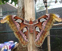 Sirama-rama, Si Rakus yang Menjadi Idola Bocah