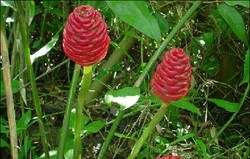 Herbal: Lempuyang Wangi