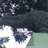 Hampir Punah, Badak Cula Hanya Tersisa Puluhan Ekor