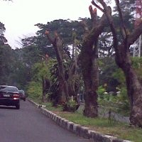 Korlap CV SSP Turut Hadir dalam Penertiban Reklame Liar