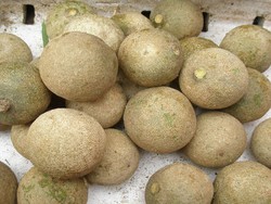 Keras Wangi Semerbak Si Kawista