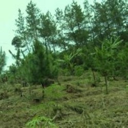 Green Belt di Kawasan Cigondewah Habiskan 1.300 Pohon