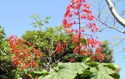 Herbal: Bunga Pagoda