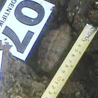 Granat Sisa Perang Ditemukan di Situbondo