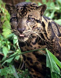 Internet Ancam Spesies Langka