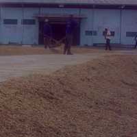 Luas Panen dan Produksi GKG Jabar Turun