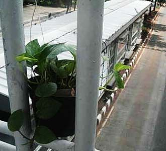 Tanaman Hiasi Jembatan Busway