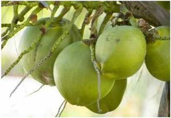 Manfaat Minum Air Kelapa Ketika Hamil