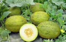 Herbal: Melon
