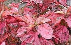 Herbal: Teh-tehan Merah