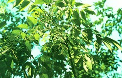 Herbal: Buah Makassar 