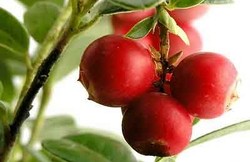 Herbal: Cranberry