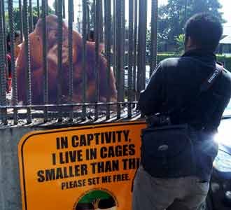 Aksi Tolak Penangkapan Orang Utan