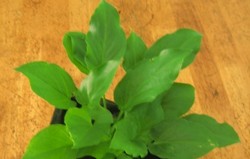 Herbal: Keladi Tikus