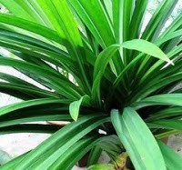 Membuat Air Daun Pandan