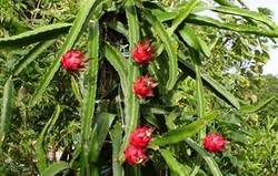 Herbal: Buah Naga