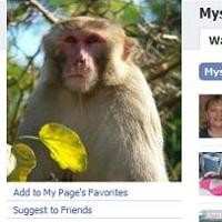 Monyet Misterius Jadi Idola di Facebook