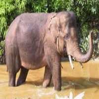 2 Gajah Ditemukan Mati di TN Tesso Nelo Riau