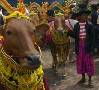 Parade Sapi-sapi Cantik 