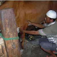 Pijatan H.Nur Mampu Sembuhkan Sapi Patah Tulang dan Sakit