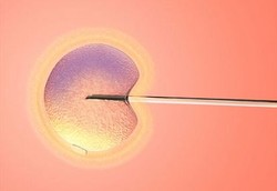 Donor Sel Telur Jadi Pasar Bebas