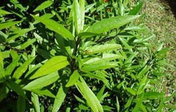 Herbal: Gandarusa