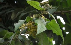 Herbal: Jati Belanda