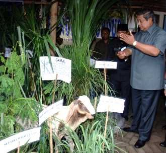 SBY Tinjau Peternakan Kambing 
