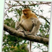 Monyet Pun Jadi Polisi