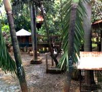 Kebun Binatang Mini di Rumah Tjiptardjo