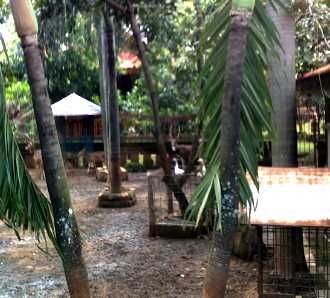 Kebun Binatang Mini di Rumah Tjiptardjo