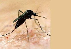 Bakteri Wolbachia Bikin Keok Virus di Nyamuk DB