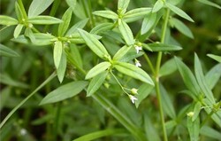 Herbal: Rumput Mutiara